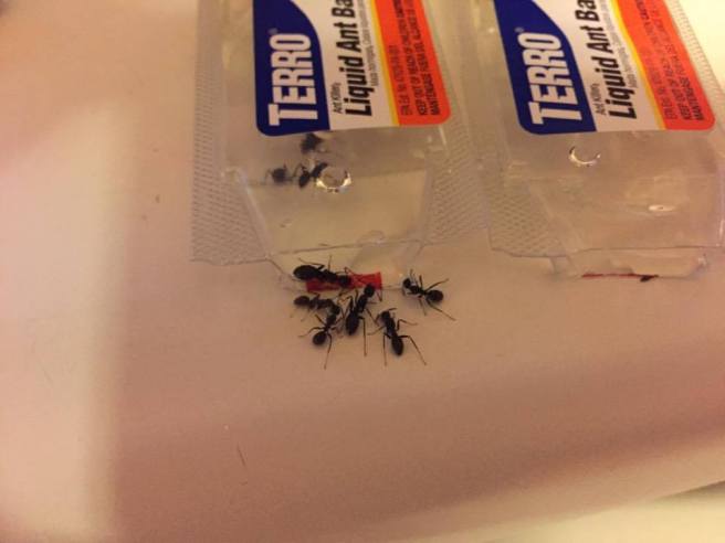 14287719_10210774884627850_678932800_n-1