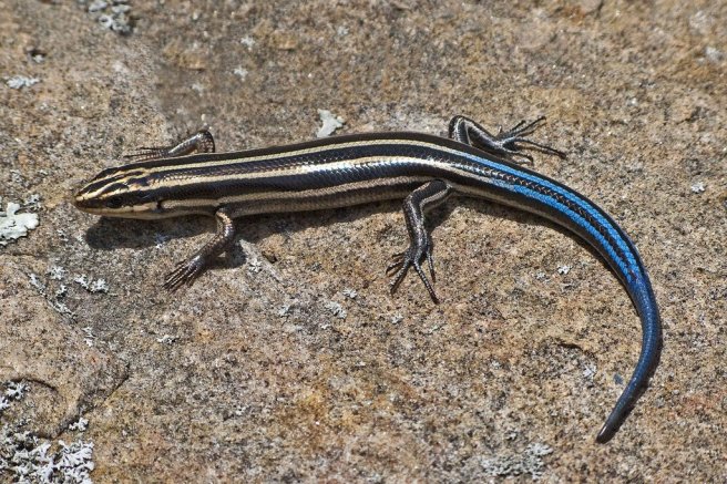 Blue-Tailed-Skink-Pictures